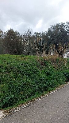 Terreno à venda em Santiago e São Simão de Litém e Albergaria dos Doze, Pombal