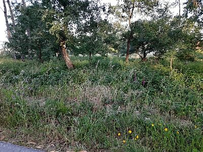 Terreno à venda em Santiago e São Simão de Litém e Albergaria dos Doze, Pombal