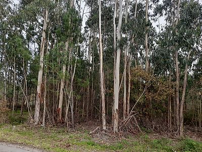 Terreno à venda em Pombal, Pombal