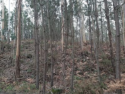 Terreno à venda em Pombal, Pombal