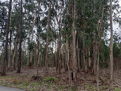 Terreno à venda em Pombal, Pombal