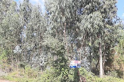 Terreno à venda em Pombal, Pombal