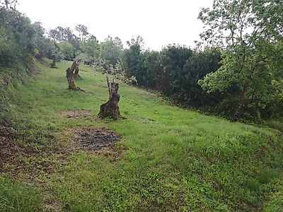 Terreno à venda em Abiul, Pombal