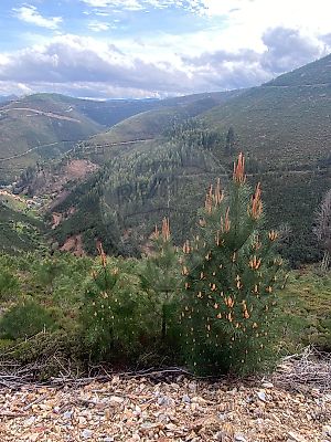 Terreno à venda em Cepos e Teixeira, Arganil