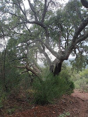 Terreno à venda em Reguengo e São Julião, Portalegre