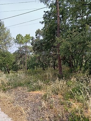 Terreno à venda em Casais e Alviobeira, Tomar