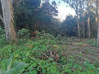 Terreno à venda em Santo António da Serra, Machico