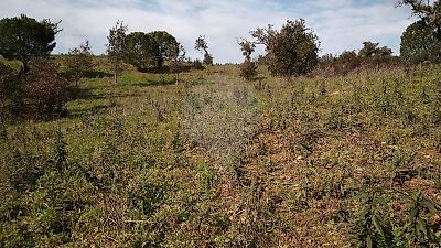 Terreno à venda em Abela, Santiago do Cacém