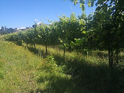 Terreno à venda em Souto e Tabaçô, Arcos de Valdevez