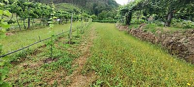 Terreno à venda em Sampriz, Ponte da Barca