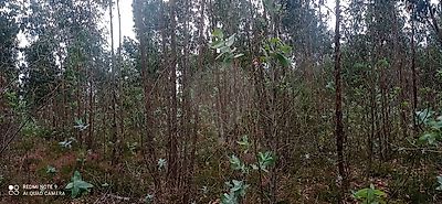 Terreno à venda em Macinhata do Vouga, Águeda
