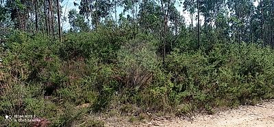 Terreno à venda em Alquerubim, Albergaria-a-Velha