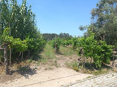 Terreno à venda em Souselas e Botão, Coimbra