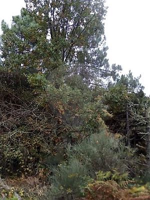 Terreno à venda em Souto, Penedono