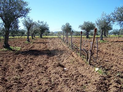 Terreno à venda em Vila Velha de Ródão, Vila Velha de Ródão