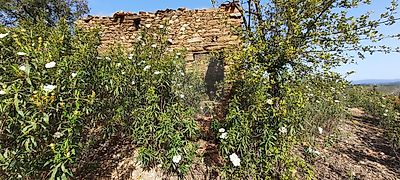 Terreno à venda em Castelo Branco, Castelo Branco