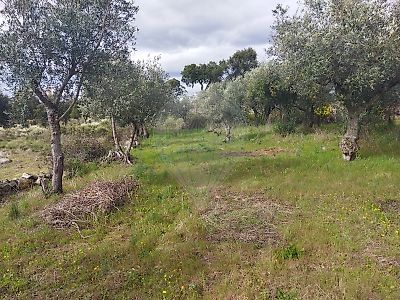Terreno à venda em Escalos de Baixo e Mata, Castelo Branco