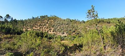 Terreno à venda em Santo André das Tojeiras, Castelo Branco