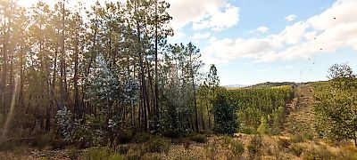 Terreno à venda em Ninho do Açor e Sobral do Campo, Castelo Branco