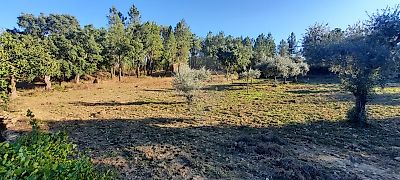 Terreno à venda em Sarzedas, Castelo Branco