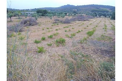 Terreno à venda em Chãos, Ferreira do Zêzere