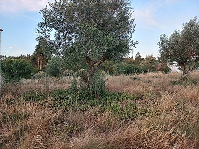 Terreno à venda em São Pedro de Tomar, Tomar