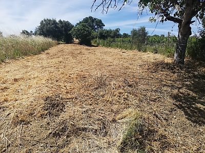 Terreno à venda em Madalena e Beselga, Tomar