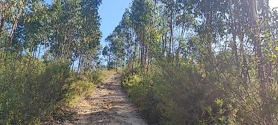 Terreno à venda em Serra e Junceira, Tomar