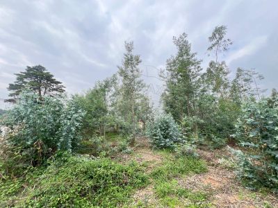 Terreno à venda em Madalena e Beselga Tomar RE MAX Portugal