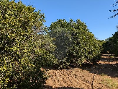 Land for sale in Castro Marim, Castro Marim