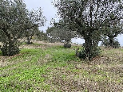 Terreno à venda em Malpica do Tejo, Castelo Branco