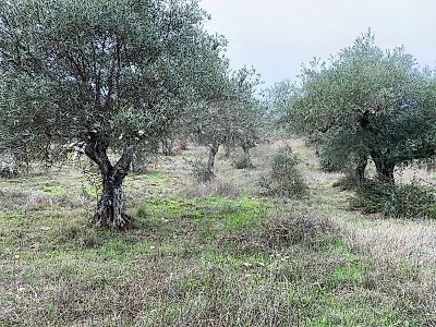 Terreno à venda em Malpica do Tejo, Castelo Branco