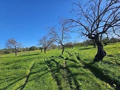 Terreno à venda em Conceição e Estoi, Faro