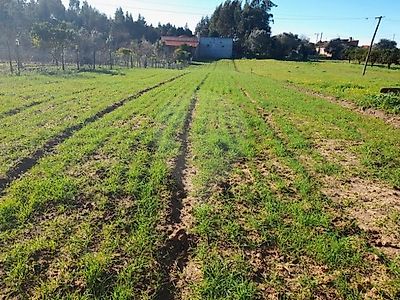 Terreno à venda em Murtede, Cantanhede