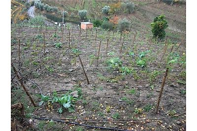 Terreno à venda em Vila Marim, Mesão Frio