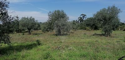 Terreno à venda em Vacariça, Mealhada