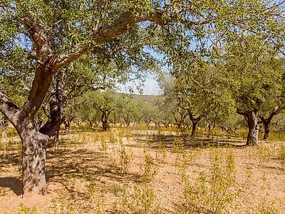Terreno à venda em Glória, Estremoz