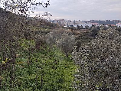 Terreno à venda em Abrantes (São Vicente e São João) e Alferrarede, Abrantes