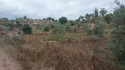 Terreno à venda em Mouriscas, Abrantes