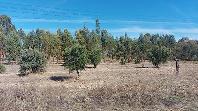 Terreno à venda em Mouriscas, Abrantes