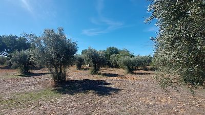 Quinta à venda em Mouriscas, Abrantes