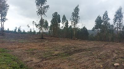 Terreno à venda em Mação, Penhascoso e Aboboreira, Mação