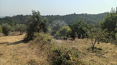 Terreno à venda em Sardoal, Sardoal