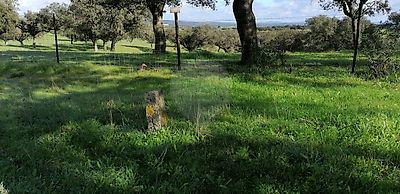 Terreno à venda em Santo António (Capelins), Alandroal