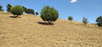 Terreno à venda em São Pedro de Tomar, Tomar