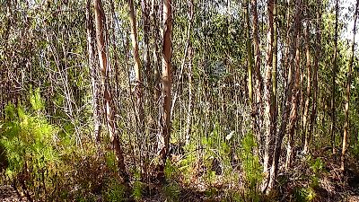 Terreno à venda em Águas Belas, Ferreira do Zêzere