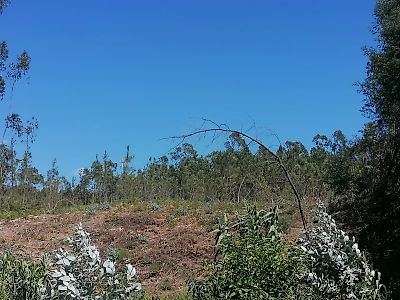 Terreno à venda em Seixo de Gatões, Montemor-o-Velho