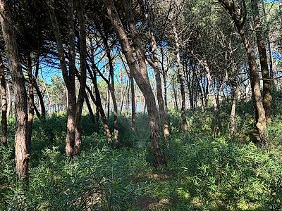 Terreno à venda em Colares, Sintra