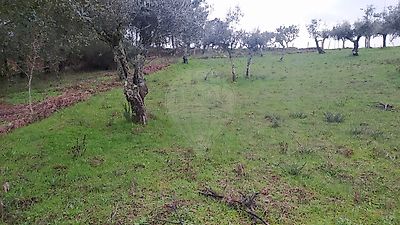 Terreno à venda em Cernache do Bonjardim, Nesperal e Palhais, Sertã