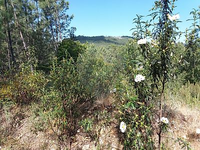 Terreno à venda em Montes da Senhora, Proença-a-Nova
